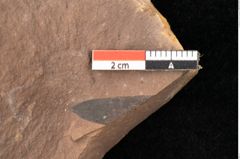 Foto (Detailsansicht) von Planera ungeri Ettingshausen (NHMW-GEO-2024-0188-0996)